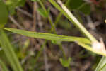 Grassleaf coneflower